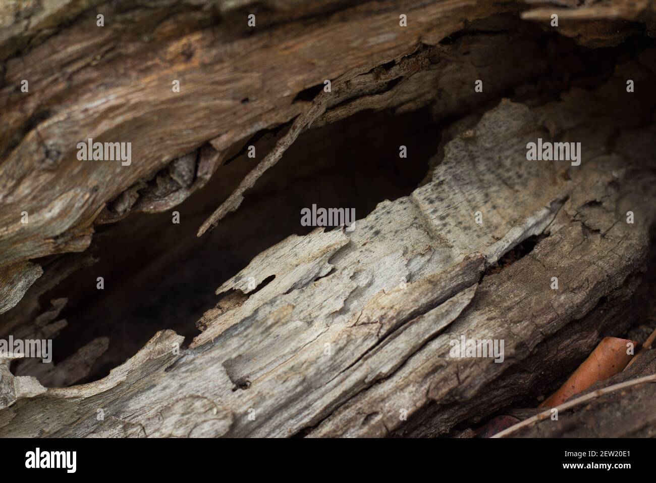 Closeup of an old  tree bark Stock Photo