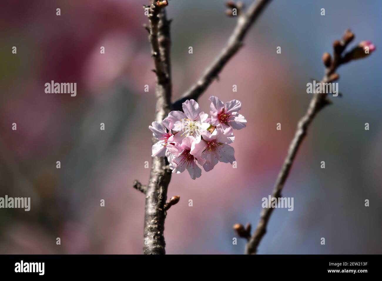 Cherry blossoms (Sakura) at the Japanese Friendship Garden in Balboa
