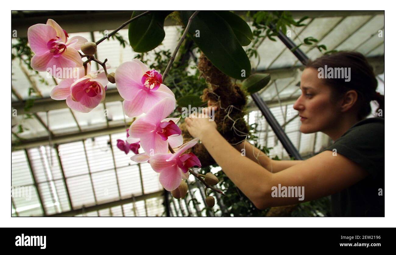 Orchid show at Kew Gardens Feb 9 - 10 March..Lara Jewitt  puts final touches to the show. pic David Sandison 8/2/2002 Stock Photo
