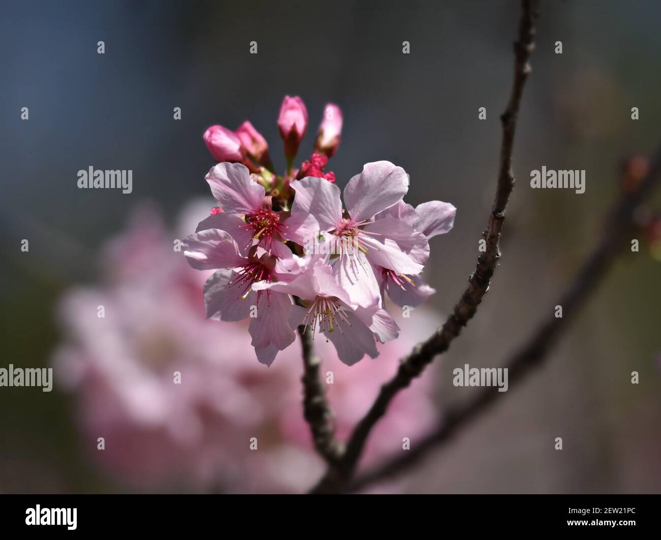 Cherry blossoms (Sakura) at the Japanese Friendship Garden in Balboa