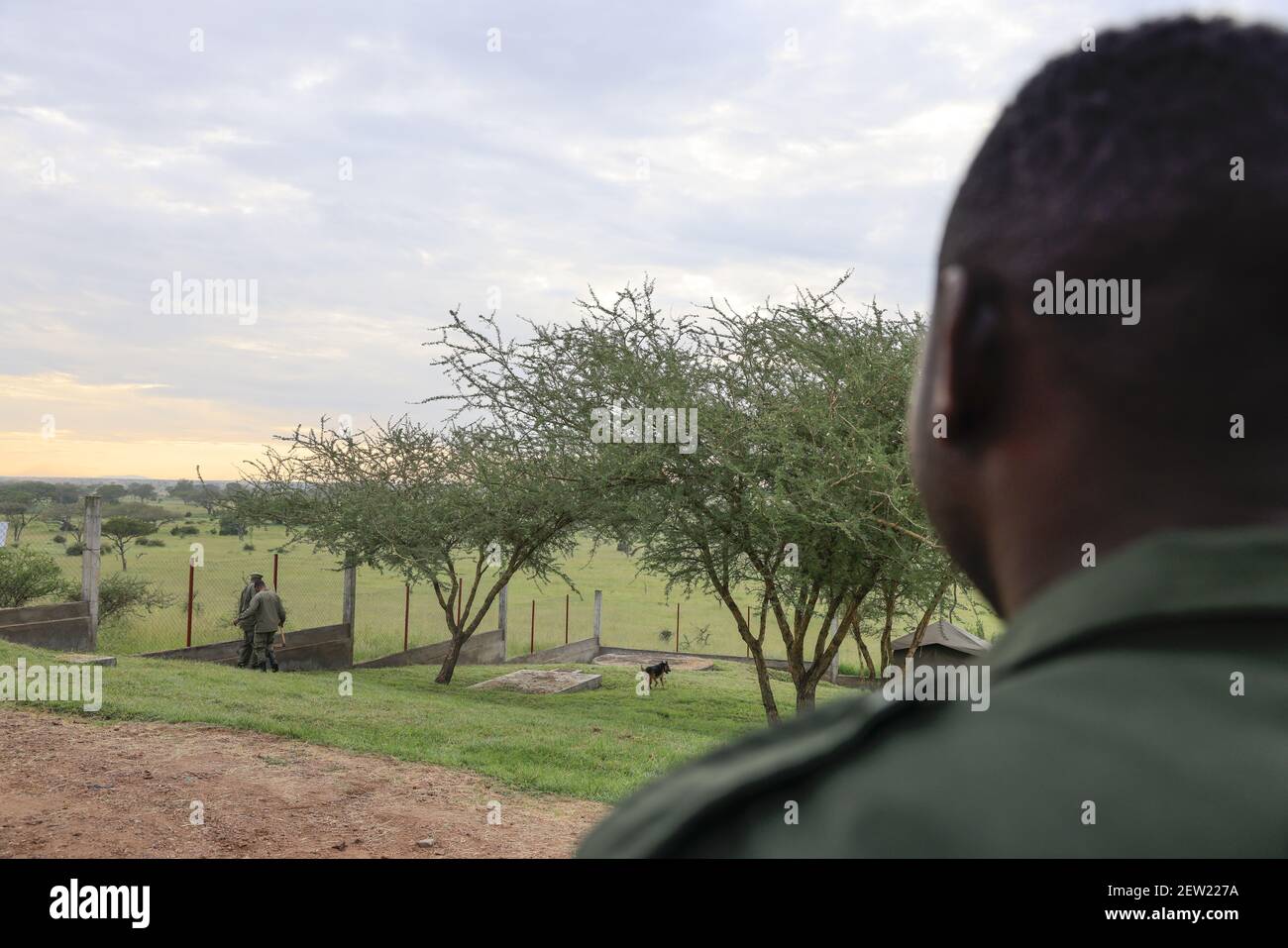 Tanzania, Ikoma canine unit where the anti-poaching dogs of Serengeti Park are gathered, After taking the temperature, the dogs went out individually to the kennel park, to observe their behavior and see if everything was going well Stock Photo