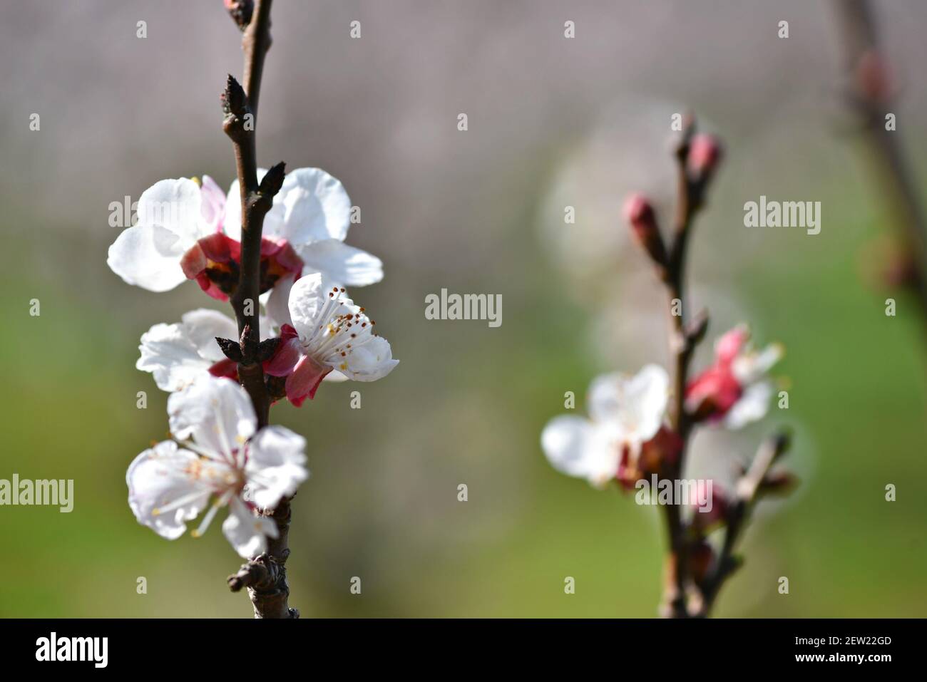 Cherry blossoms (Sakura) at the Japanese Friendship Garden in Balboa