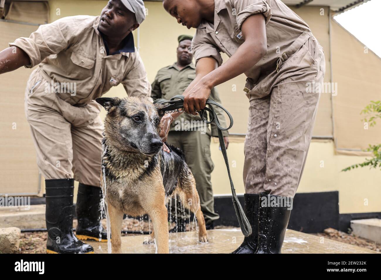 Tanzania, Ikoma dog unit where the anti-poaching dogs of Serengeti Park are gathered, Freddy, the oldest dog in the K9 unit, is allowed to bathe every week The pump that feeds the bathtub does not work and today hui dogs are washed with buckets of water and pest control shampoo Stock Photo