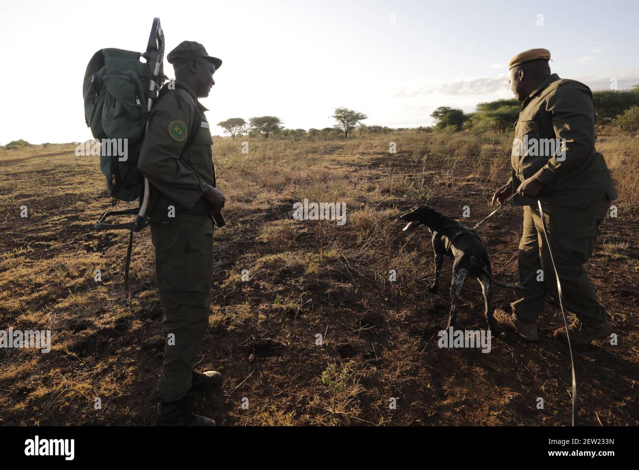 Tanzania, Manyara Ranch, WMA (Wildlife Managment Area), The anti-poaching dog Thomas in training at sunrise, accompanied by 4 handlers, It is Ema, the head of the K9 training who offers him the morning exercises, The K9 formation (pronounced kay-nine, by analogy to canine unit) is a canine unit specialized in anti-poaching Stock Photo