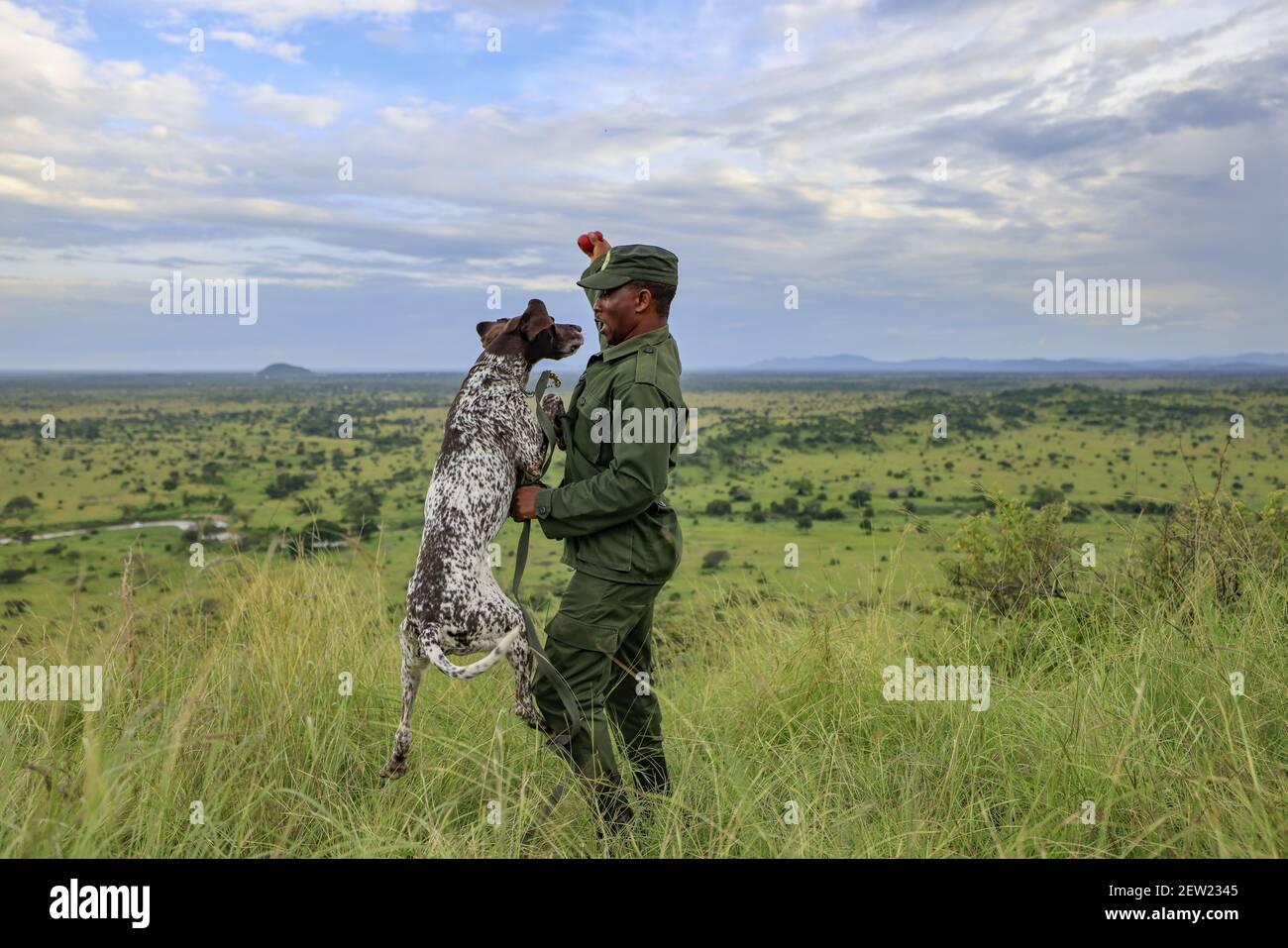 Tanzania, Serengeti National Park, Ikoma, The K9 unit is out, and Oscar and his dog handler Jamali take the opportunity to do some exercises, Oscar must grab the reward stick, which he prefers to any other reward, an opportunity for play and physical training Stock Photo