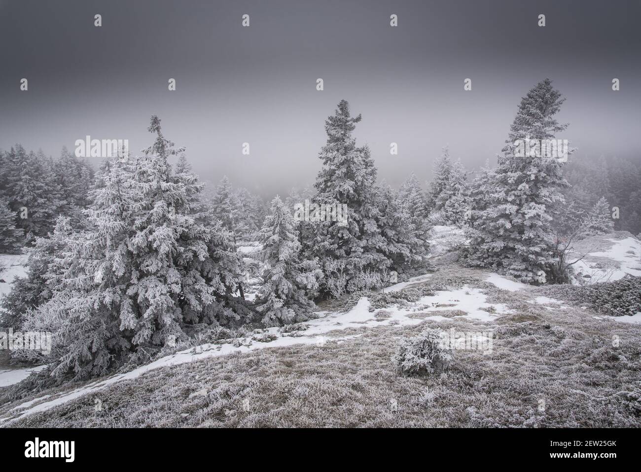 France, Ain, Jura massif, first snow on the fir trees of the regional natural park at the cret de la Goutte above the village of Menthieres. Stock Photo