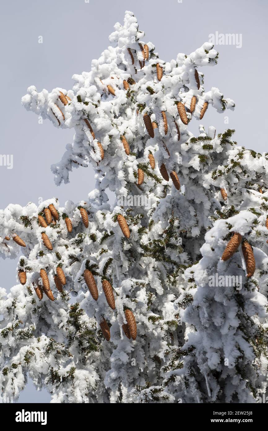 France, Ain, Jura massif, regional natural park, Chezery Forens, on Mount Reculet, cones of spiceas frost after storm Stock Photo