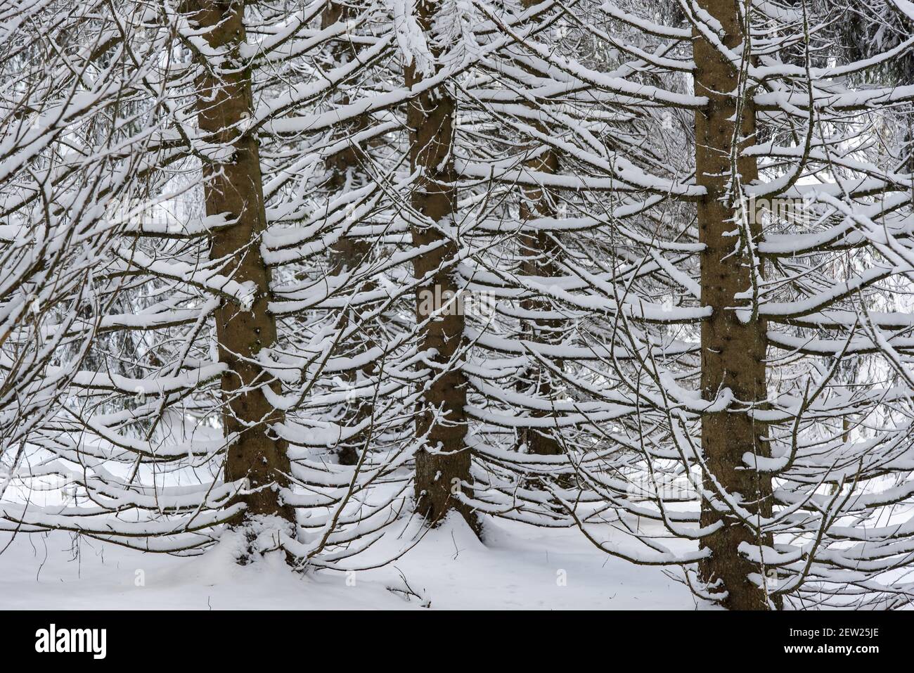 France, Ain, Jura massif, Bellegarde, landscape around the Cuvery pass shortly after snowfall, close-up shot on fir trunks and branches. Stock Photo