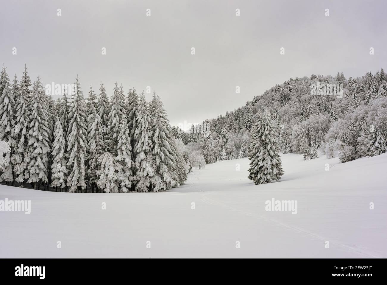 France, Ain, Jura Massif, Chautagne, Valromey, spice forest covered with fresh snow in a valley near the Biche pass Stock Photo