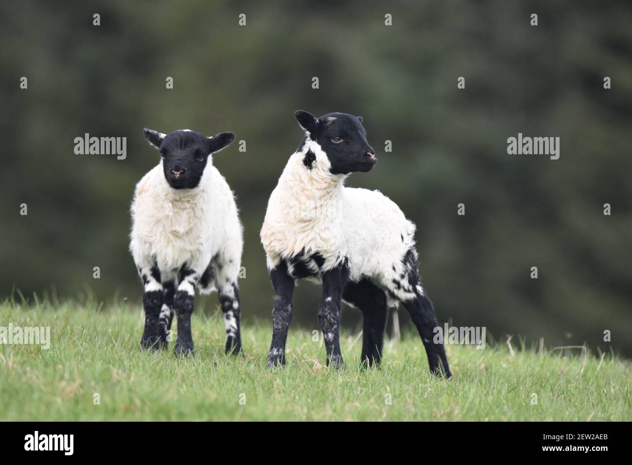 Twin Lambs – Scottish Blackface Sheep Stock Photo
