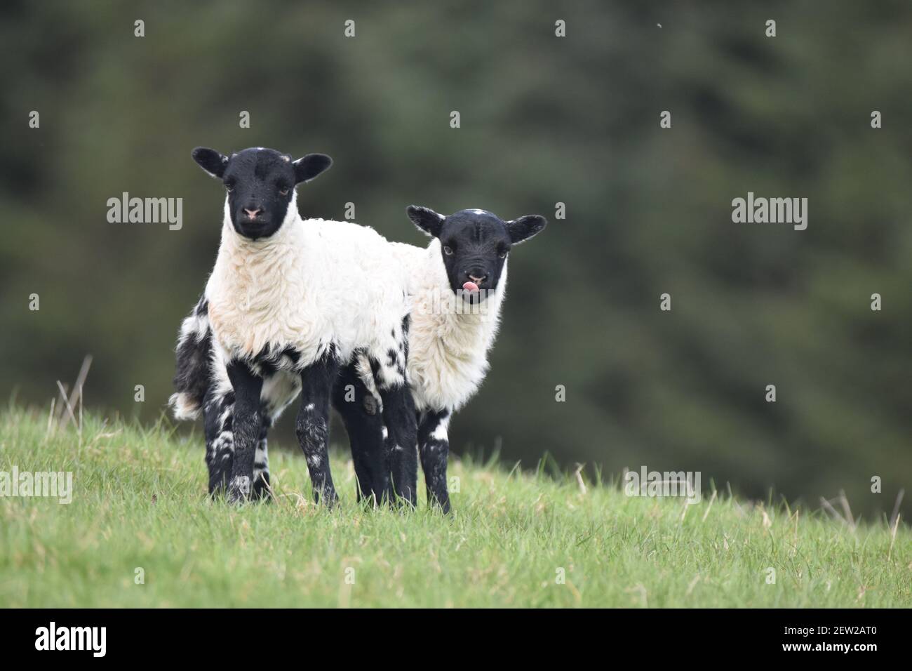 Twin Lambs – Scottish Blackface Sheep Stock Photo