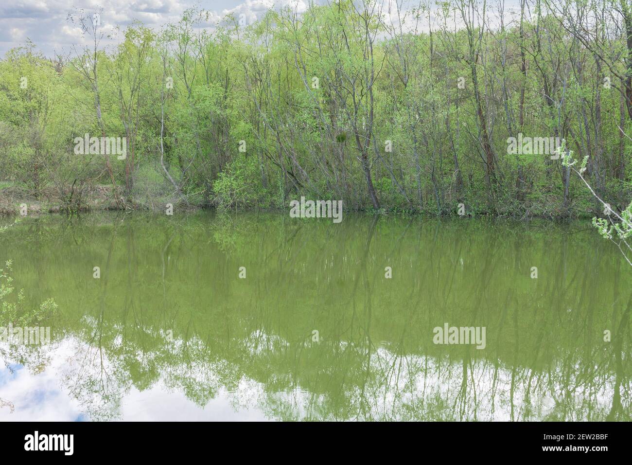 Landscape of a quiet backwater on a forest lake Stock Photo