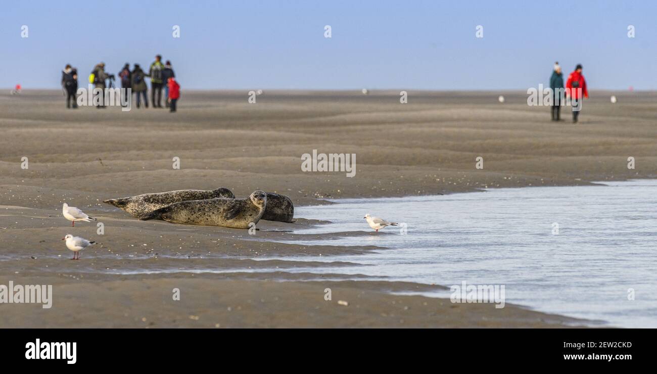 France Somme Baie De Somme Le Hourdel Common Seals In Baie De Somme france-somme-baie-de-somme-le-hourdel-common-seals-in-baie-de-somme