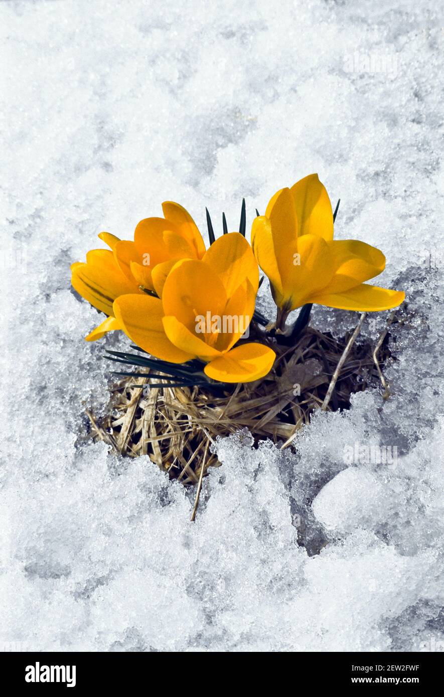Crocus blooming around melting snow in spring. Stock Photo