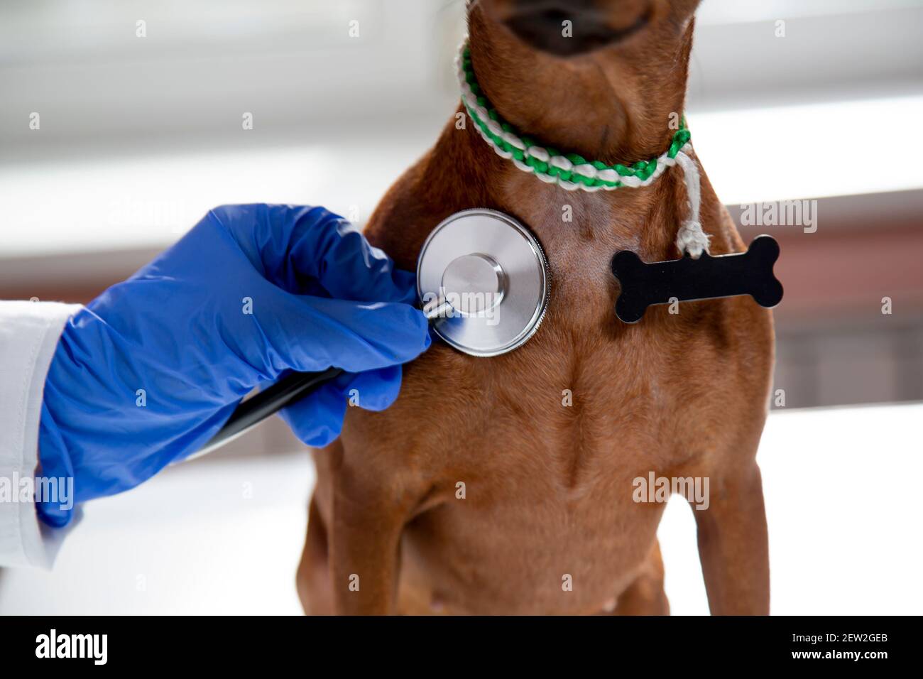 The doctor uses a stethoscope to listen to the pet's breathing Stock