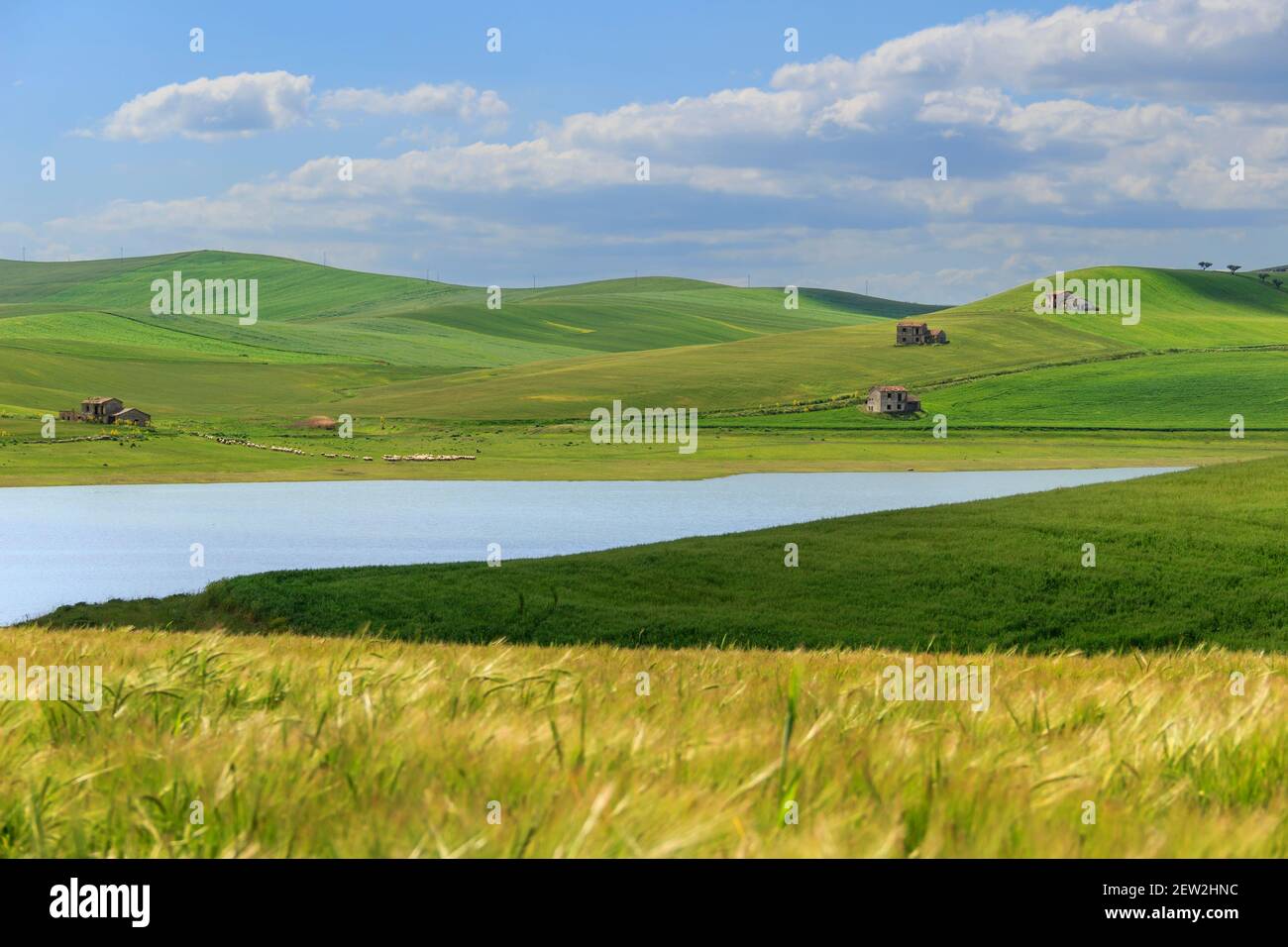 Between Apulia and Basilicata: Lake Basentello. Poggiorsini (ITALY).Hilly landscape: lake surrounded by cornfields. Stock Photo