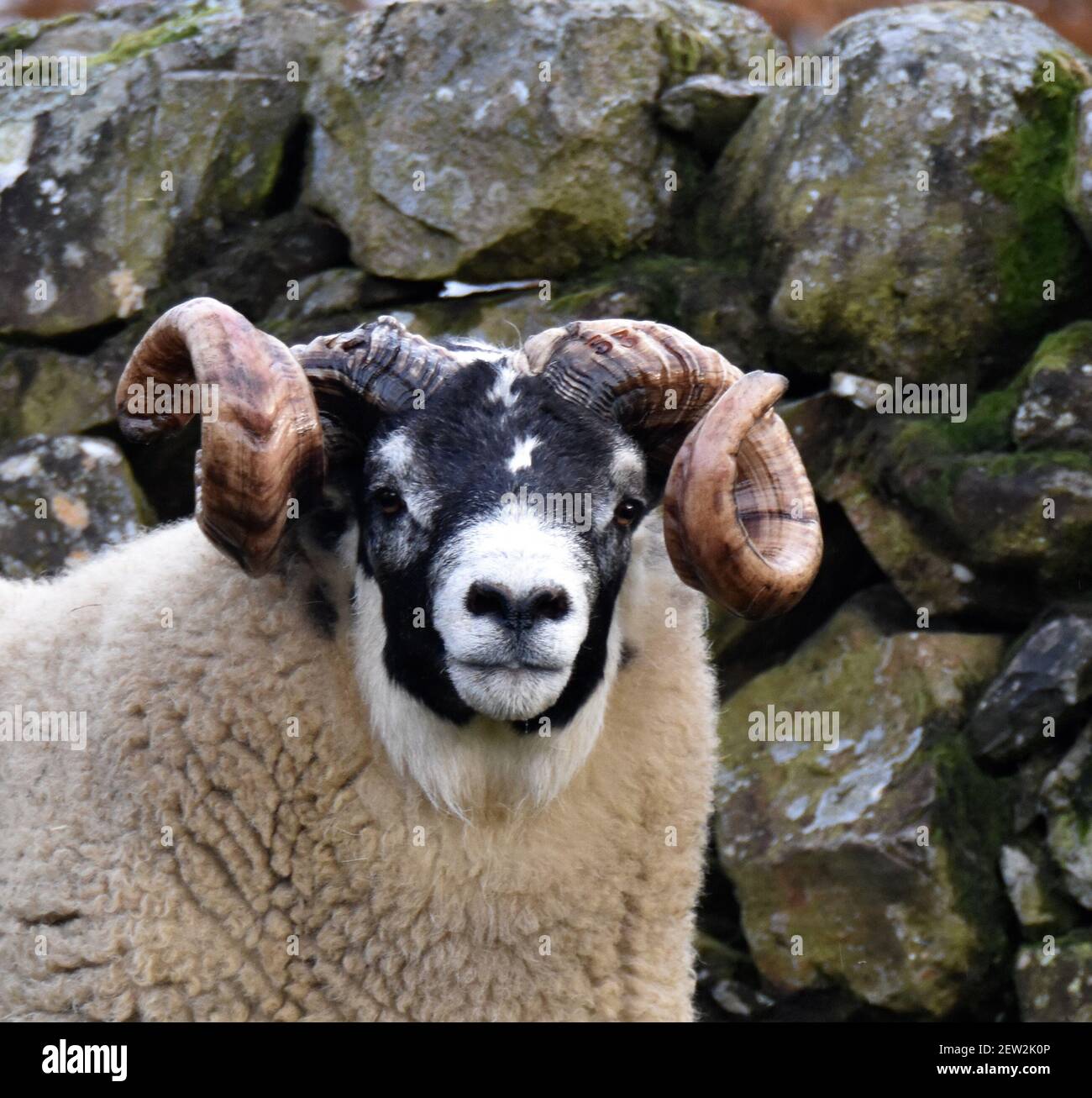Scottish Blackface Sheep Stock Photo Alamy