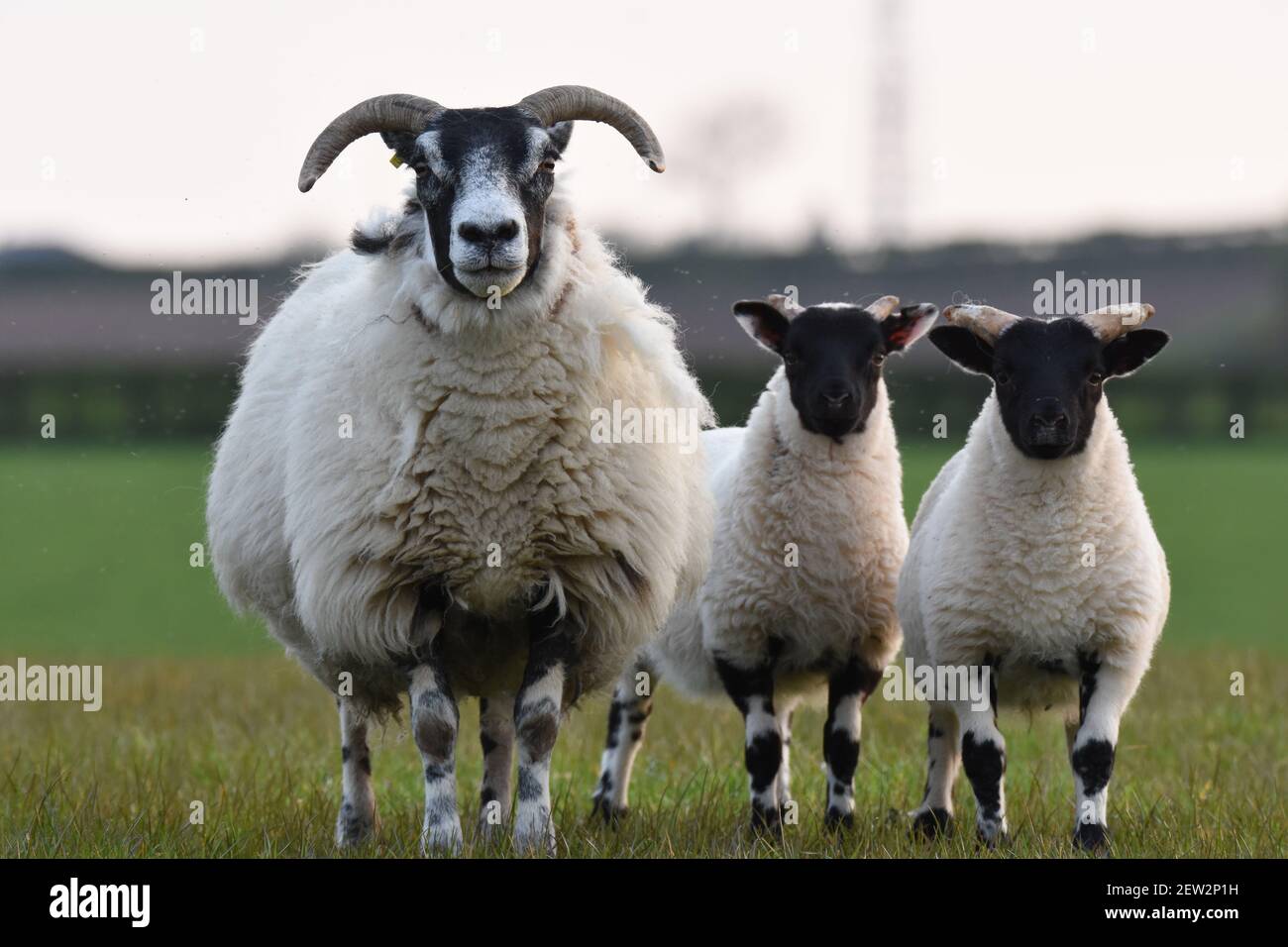Scottish Blackface ewes and lambs, Dumfries & Galloway, Scotland Stock  Photo - Alamy