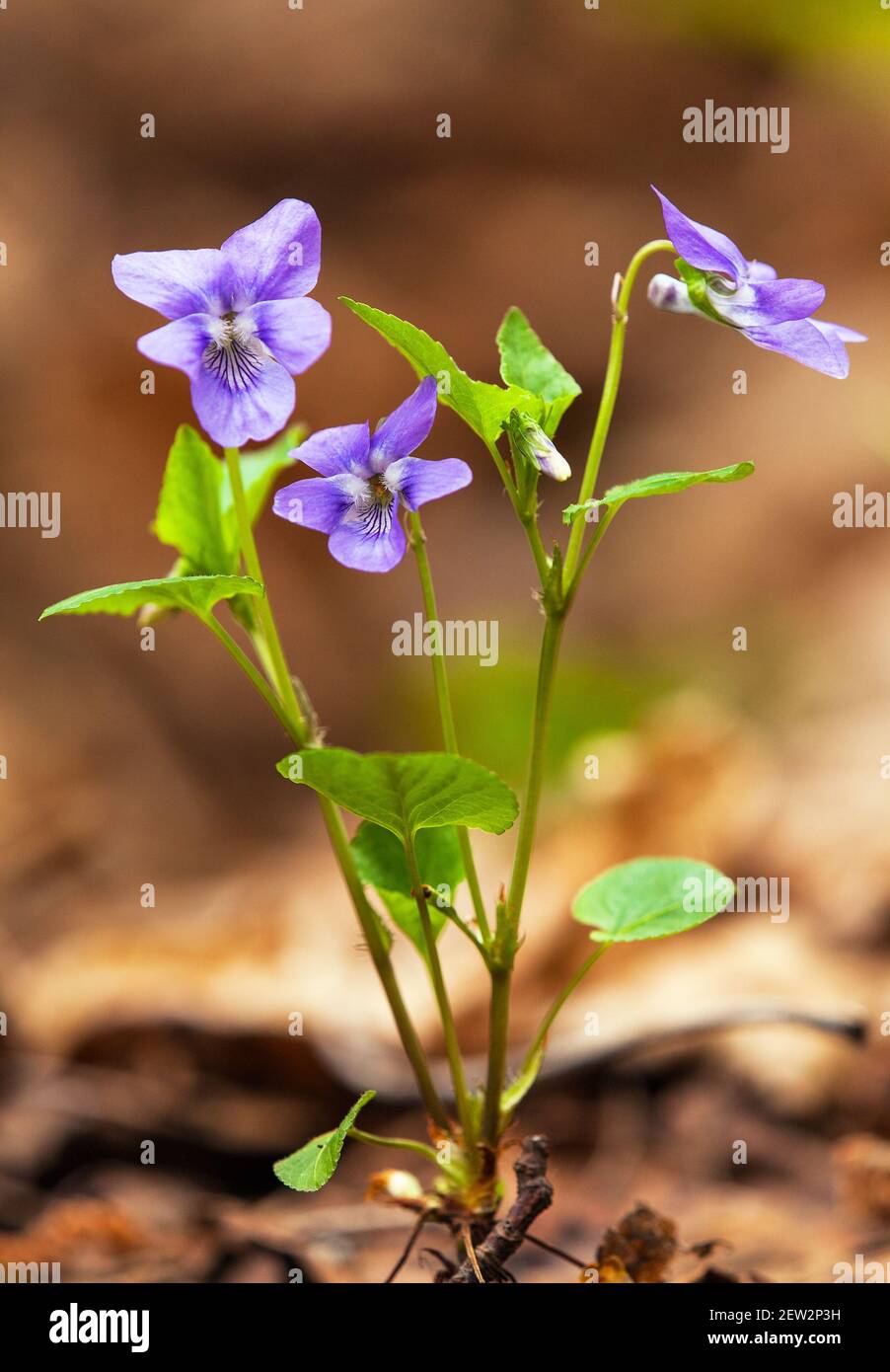 Viola Riviniana, flowering plant the common dog-violet. It is also called wood violet or dog violet flower Stock Photo