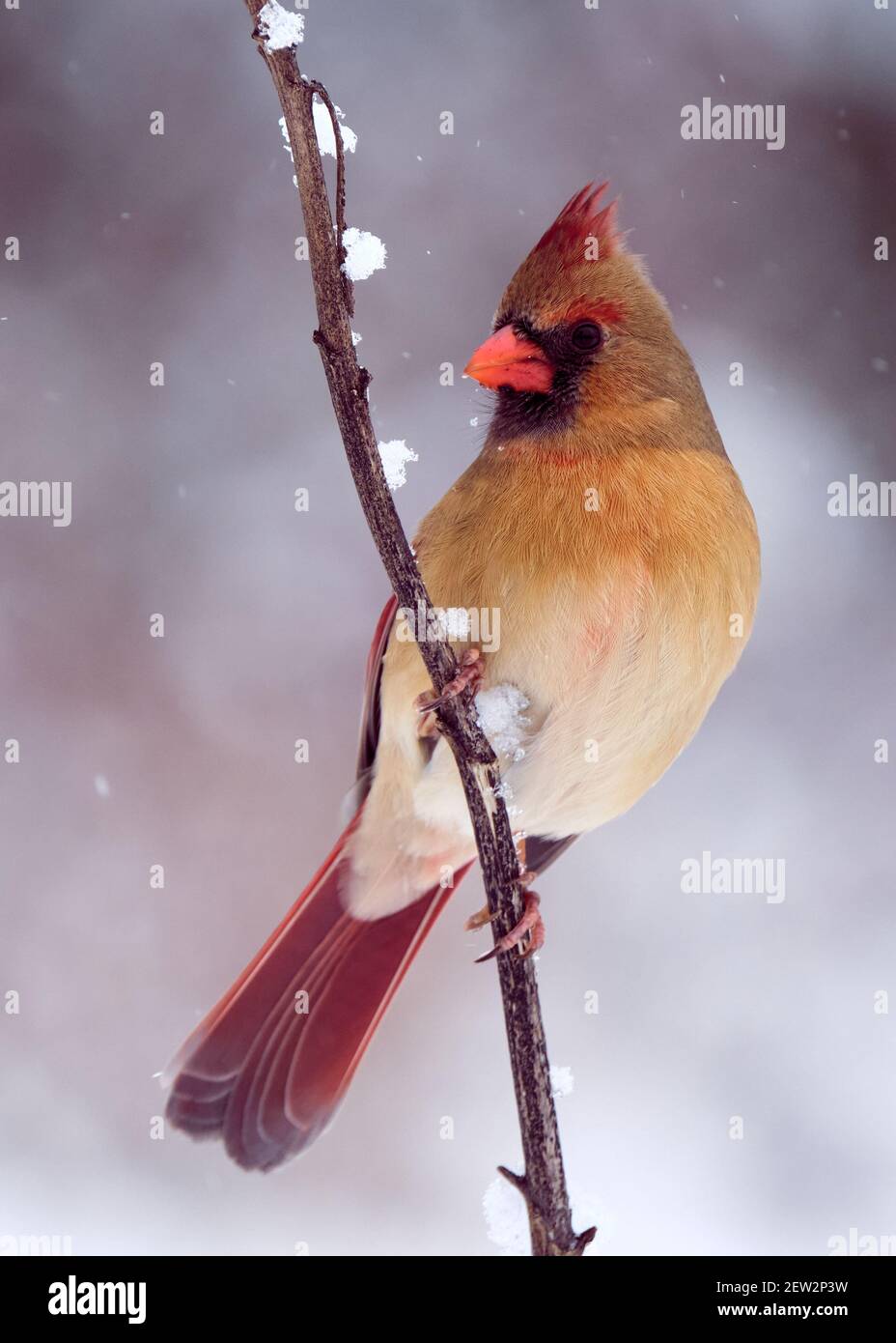 Northern cardinal female perched on a branch sideways against a snowy background Stock Photo