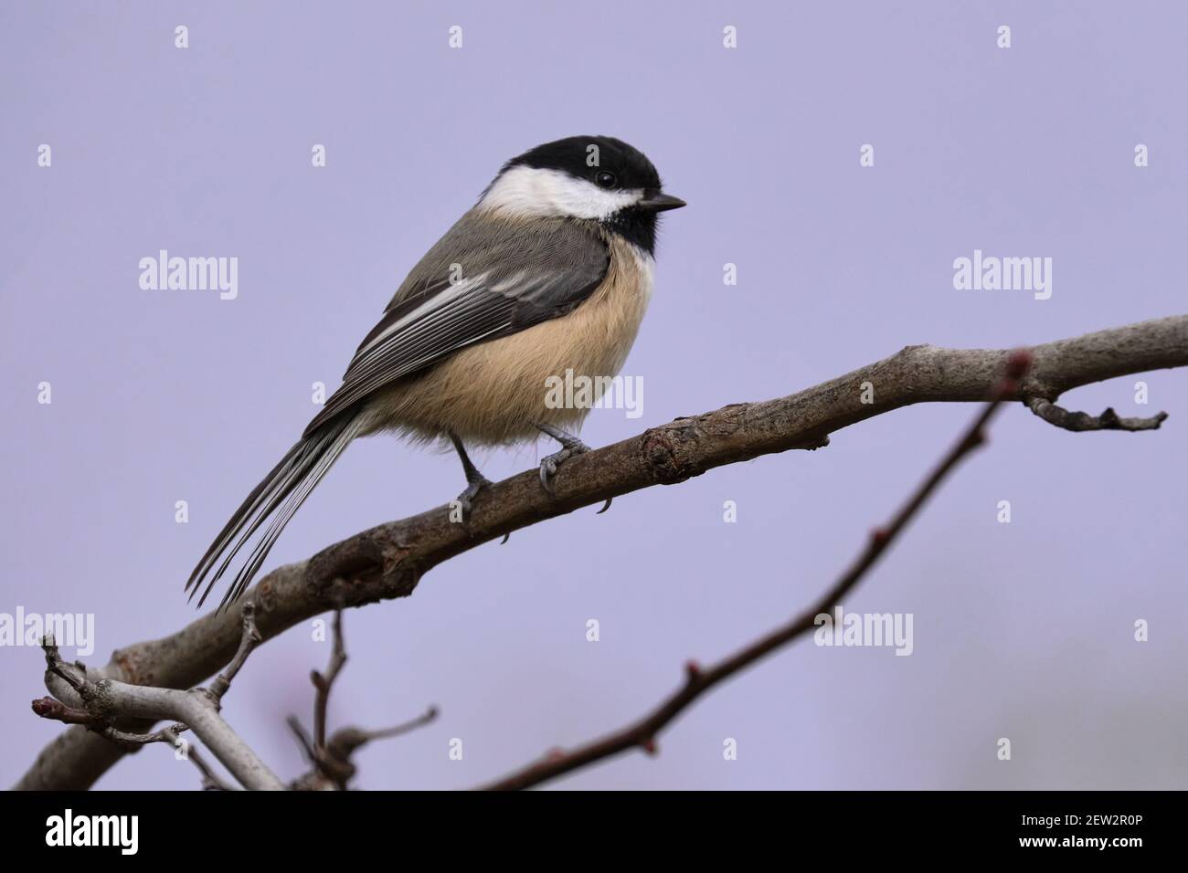 Black-capped Chickadee, Poecile atricapillus, perched on a branch against clear sky Stock Photo
