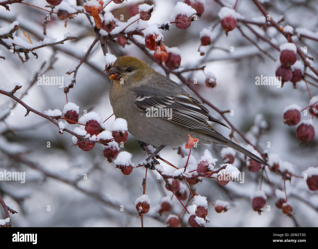 Pine Grosbeak,  Pinicola enucleator, eating berries on a winter's day perched on snowy crab apple branch Stock Photo
