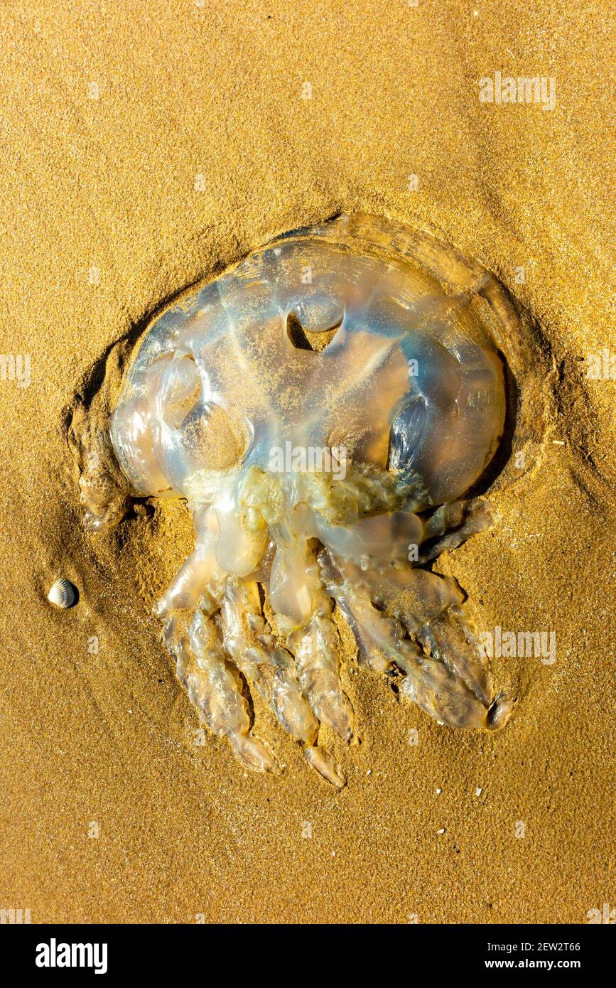 Moon jellyfish washed up on a sandy beach in South Wales UK Stock Photo
