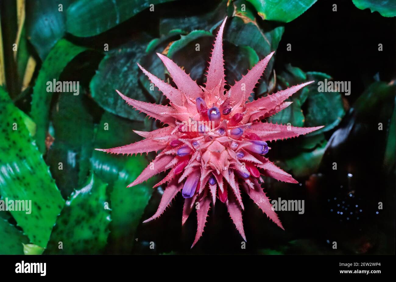 acmea fasciata, billbergia, fam. bromeliaceae, costa rica Aechmea fasciata is a species of flowering plant in the Bromeliaceae family Stock Photo