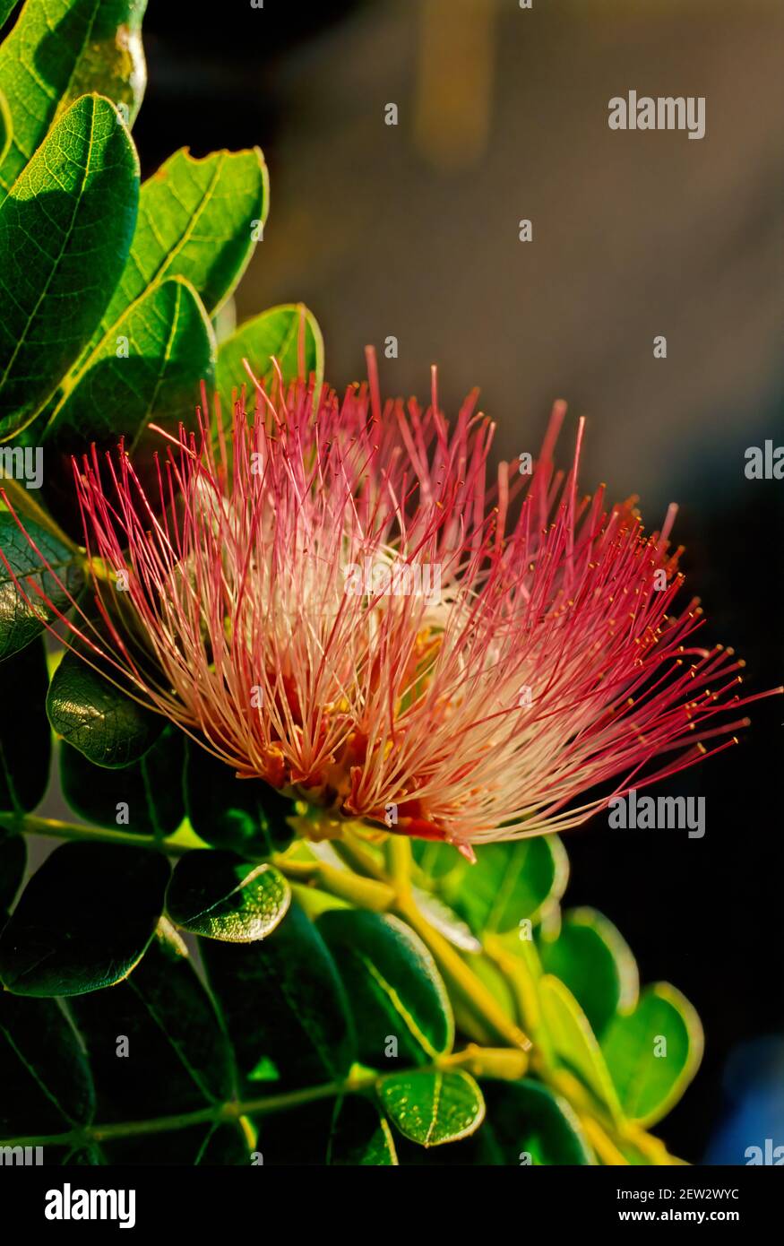 Albizia julibrissin, the Persian silk tree or pink silk tree, is a species of tree in the family Fabaceae, native to southwestern and eastern Asia Stock Photo