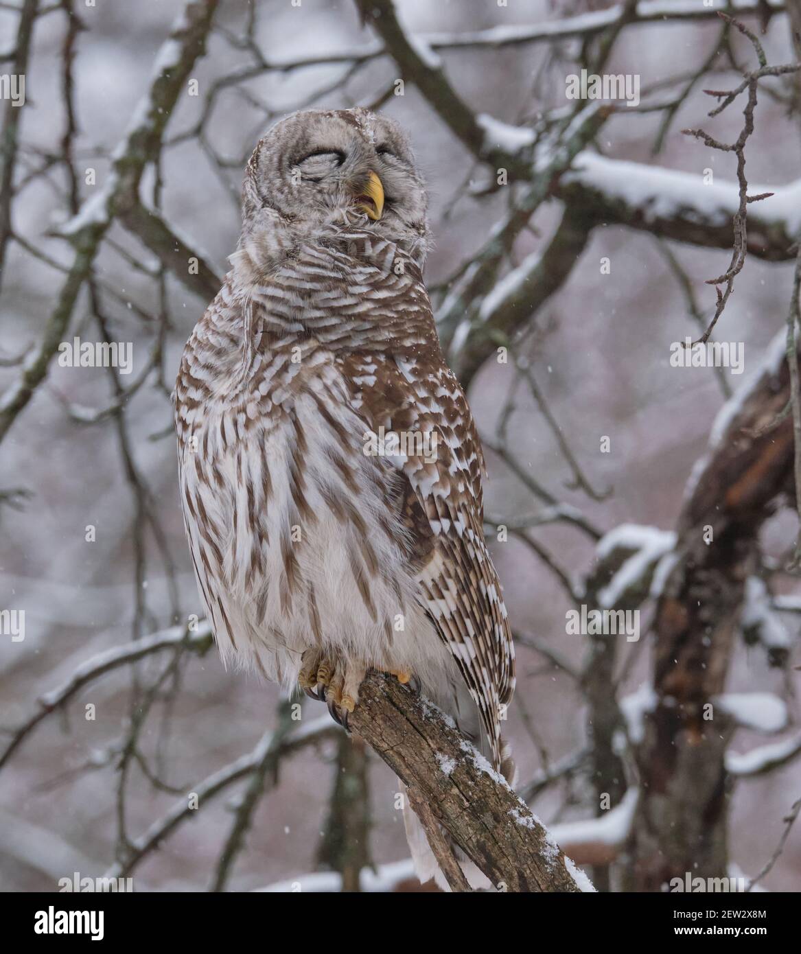 Barred Owl, Strix varia, with eyes closed smiling perched on a wooden branch on a winter day Stock Photo