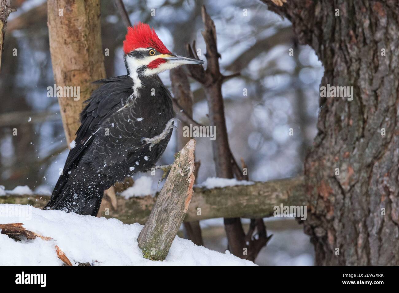 Male Pileated Woodpecker (Dryocopus pileatus), jumping unto perch with snow splash Stock Photo