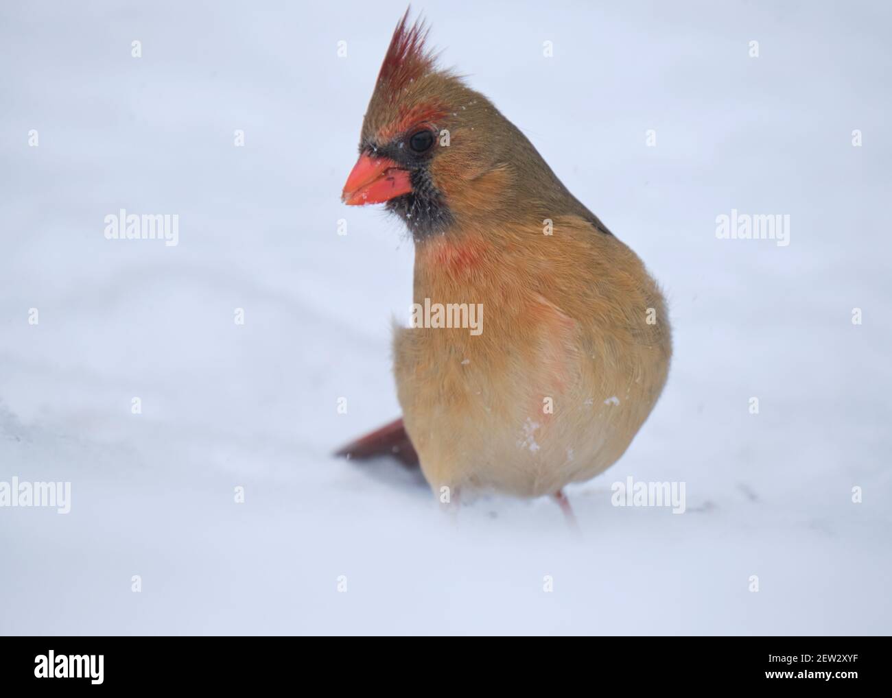 Northern cardinal female sitting in blowing snow during a winter storm, full profile Stock Photo