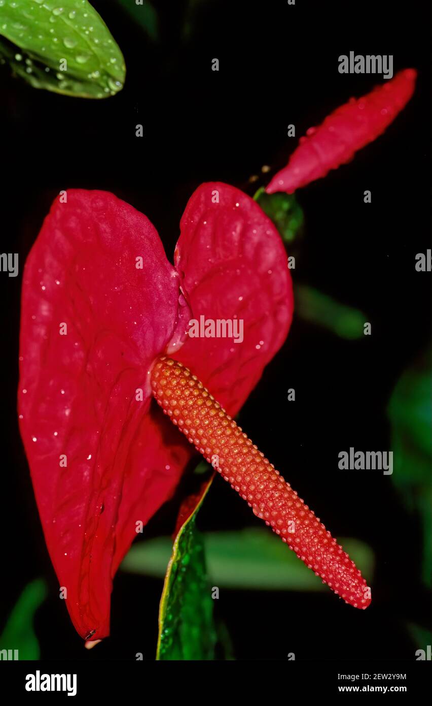 Anthurium andraeanum is a flowering plant species in the family Araceae  that is native to Colombia and Ecuador Stock Photo - Alamy
