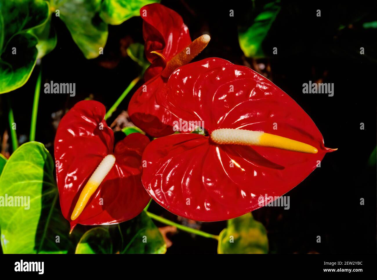 anthurium aristo Anthurium 'Mystique' main image 1