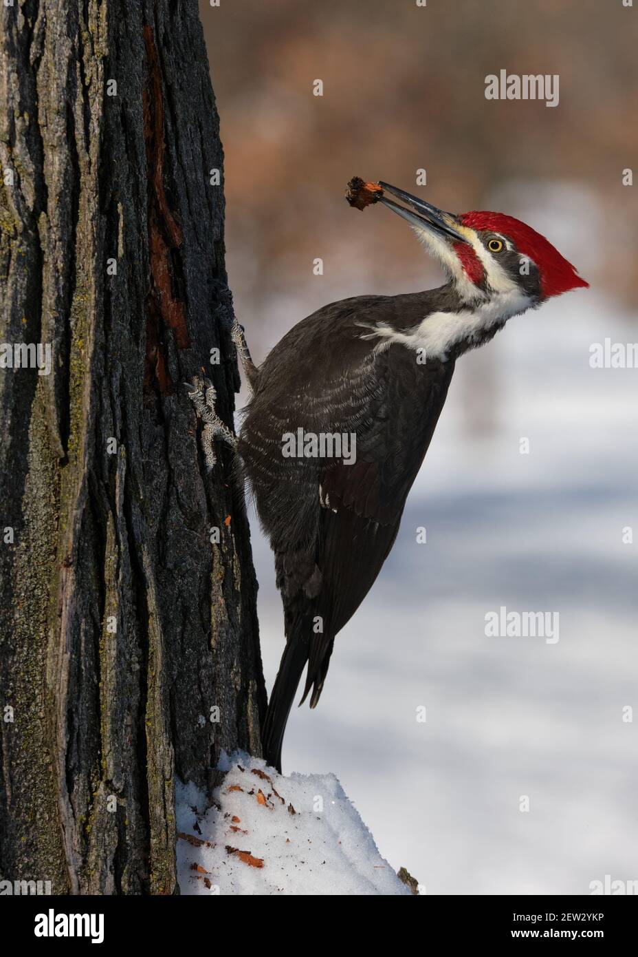 Pileated Woodpecker (Dryocopus pileatus), perched on a tree trunk with a piece of bark in its beak Stock Photo