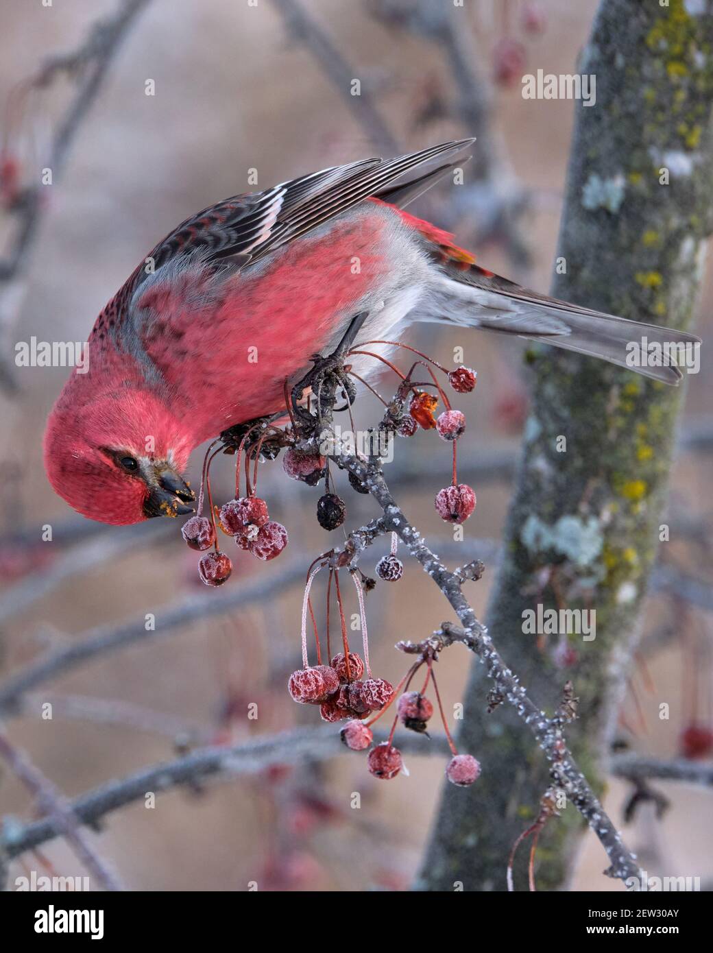 Male Pine Grosbeak,  Pinicola enucleator, haging down eating berries on a winter's day Stock Photo