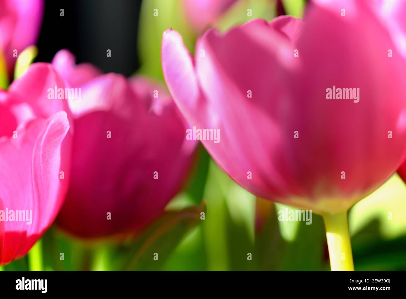 Pink tulips aesthetic, texture abstract blurred, bokeh background with