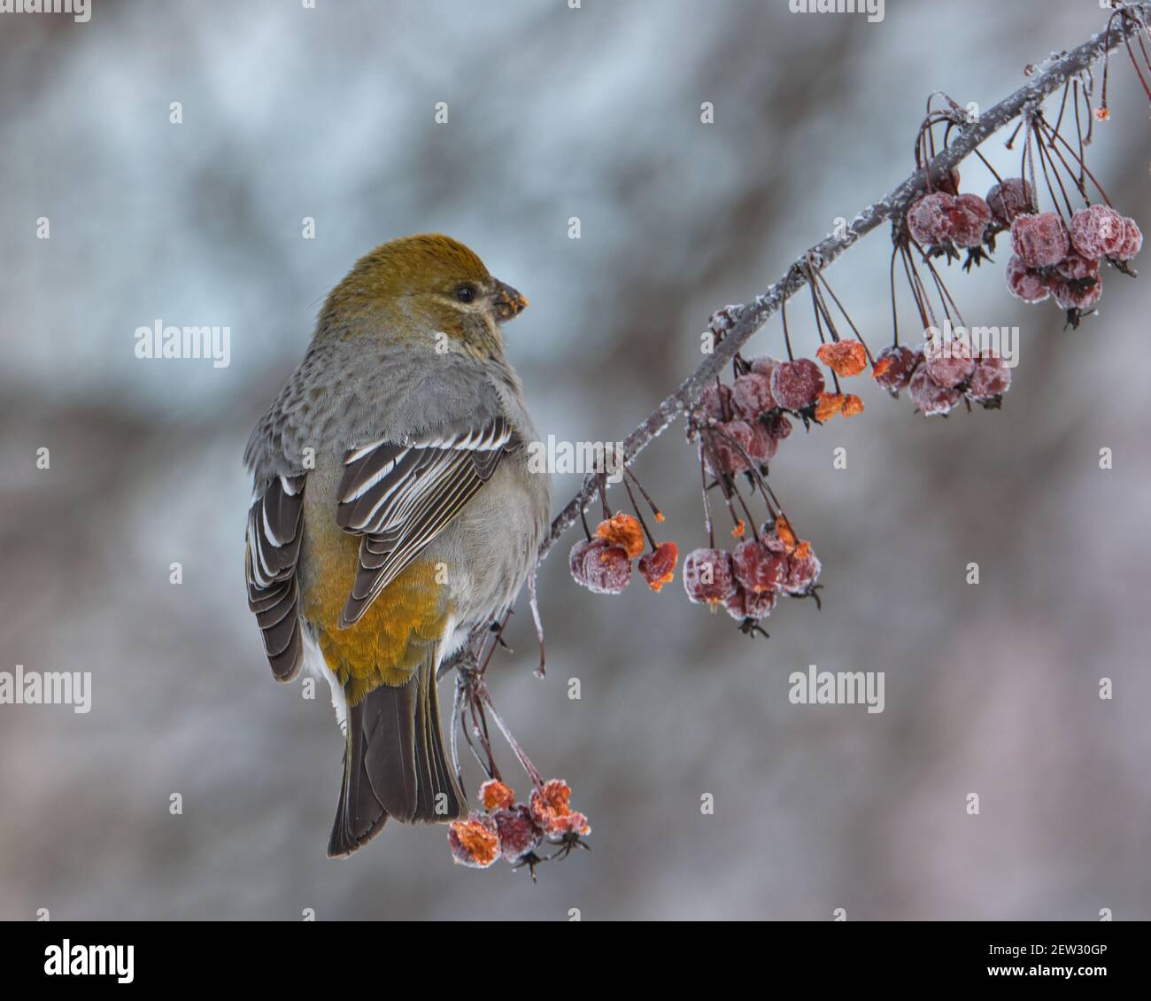 Pine Grosbeak,  Pinicola enucleator, perched on  berry brach with back plumage display on a winter's day Stock Photo