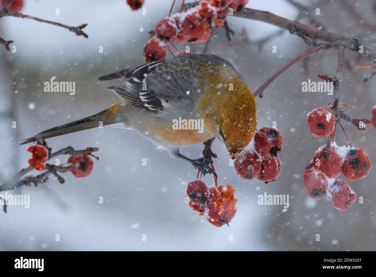 Pine Grosbeak,  Pinicola enucleator, eating berries during a snow storm on winter's day Stock Photo