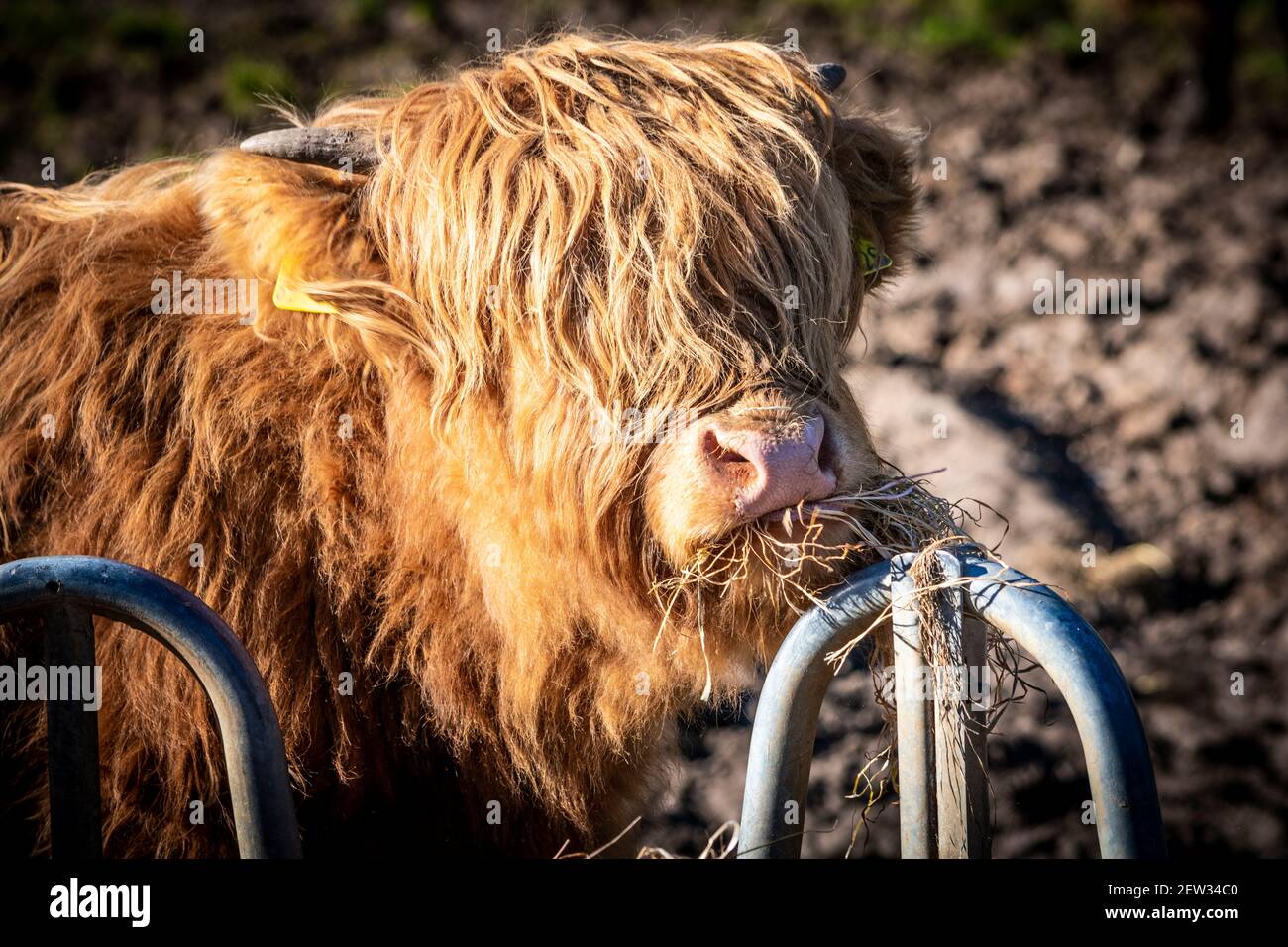 Young Highland cow eating grass in a field in Penrith, Cumbria, UK Stock Photo