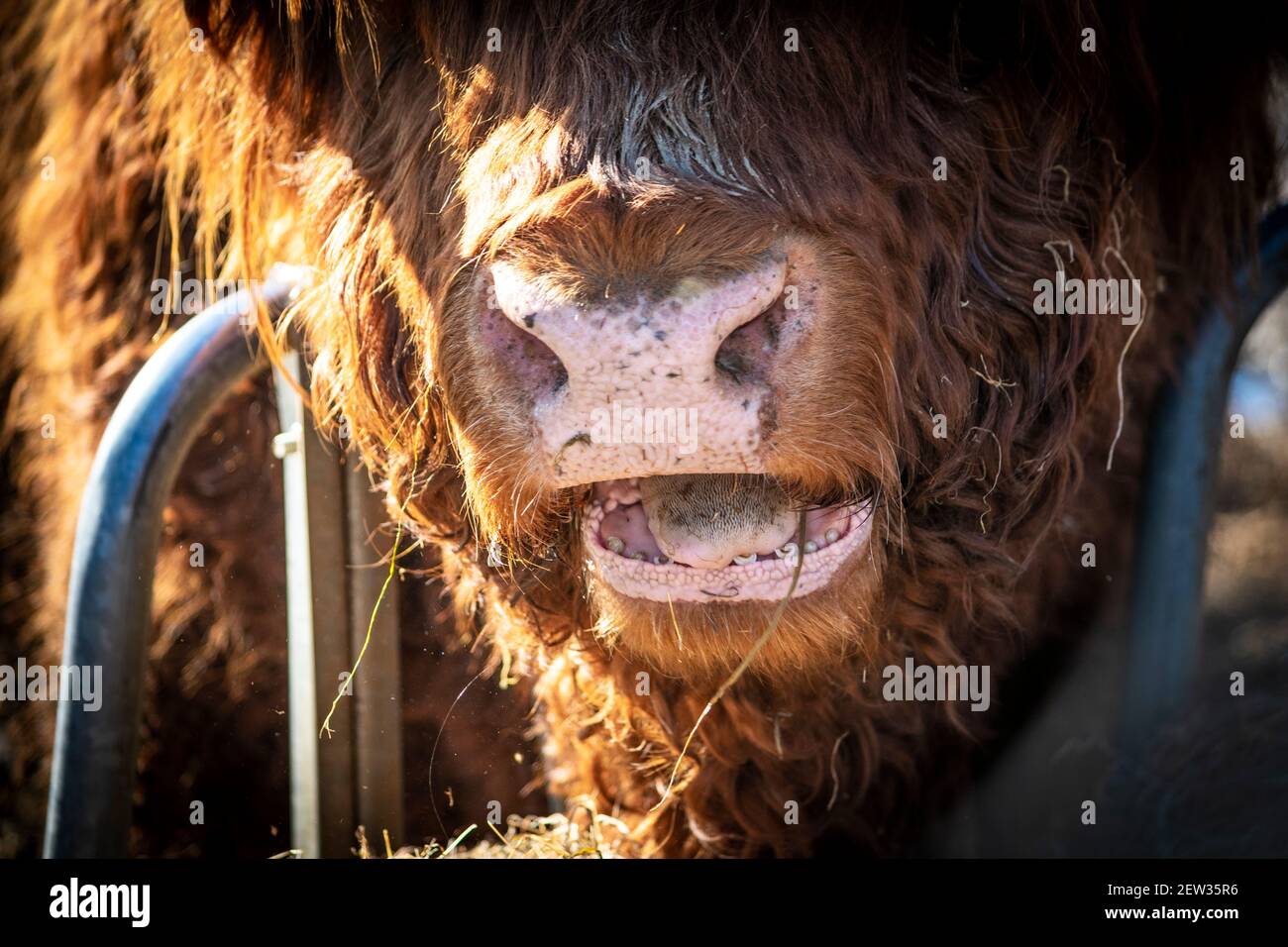 Close up of highland cow eating grass in a field in Penrith, Cumbria, UK Stock Photo