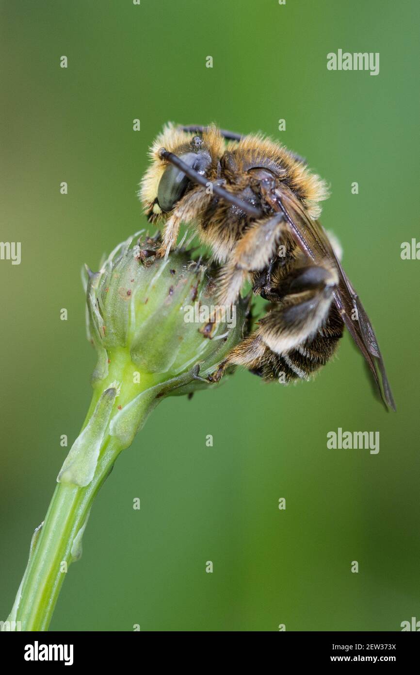 Wildbiene sitzt auf einer Blütenknospe Stock Photo