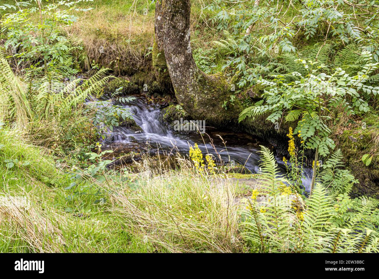 A stream on Exmoor National Park in early autumn - Weir Water near Robbers Bridge, Somerset UK Stock Photo