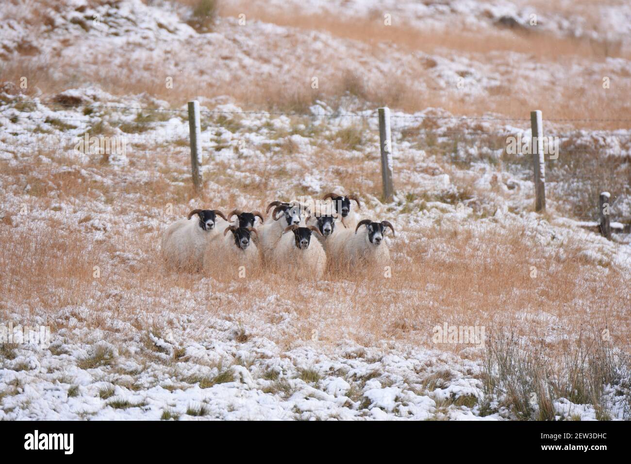 Scottish Blackface Sheep in snow, Lanarkshire Stock Photo