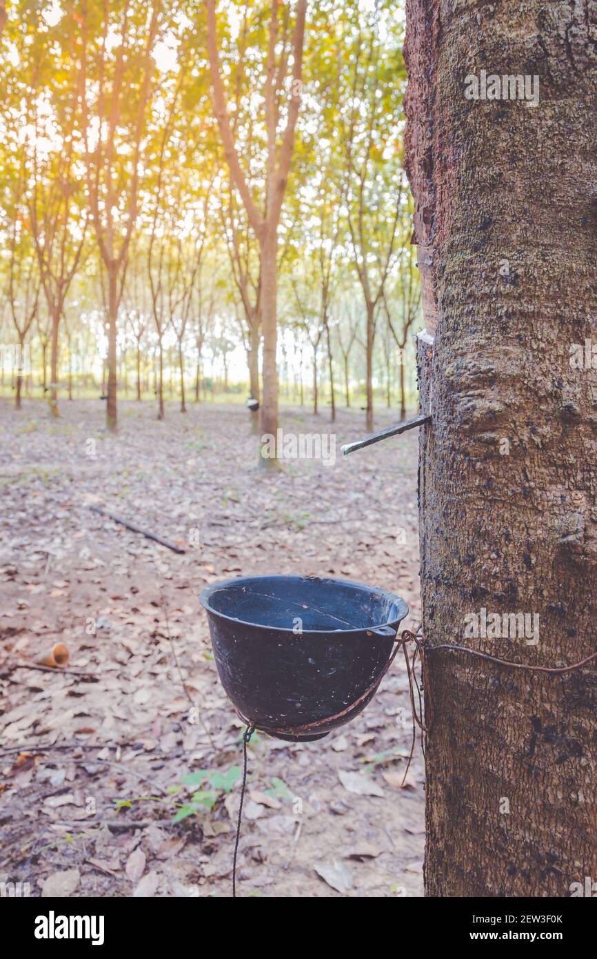 Rubber trees with white latex in the natural garden are flowing into a bowl or pot at the beginning. It is an agricultural product for the Thai indust Stock Photo