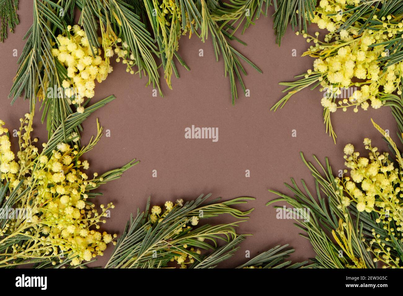 Mimosa fresh flowers Stock Photo Alamy