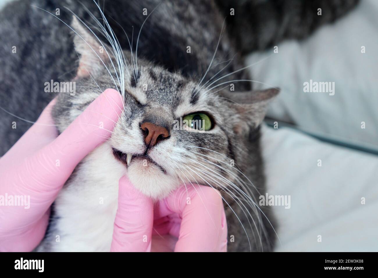 Vision check in pets, close-up examination of the cat eye Stock Photo ...