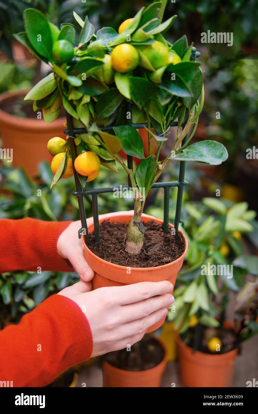 Man hands with calamondin citrus tree in plant pot. Calamansi also known as calamondin, Philippine lime or lemon, is an economically important citrus Stock Photo