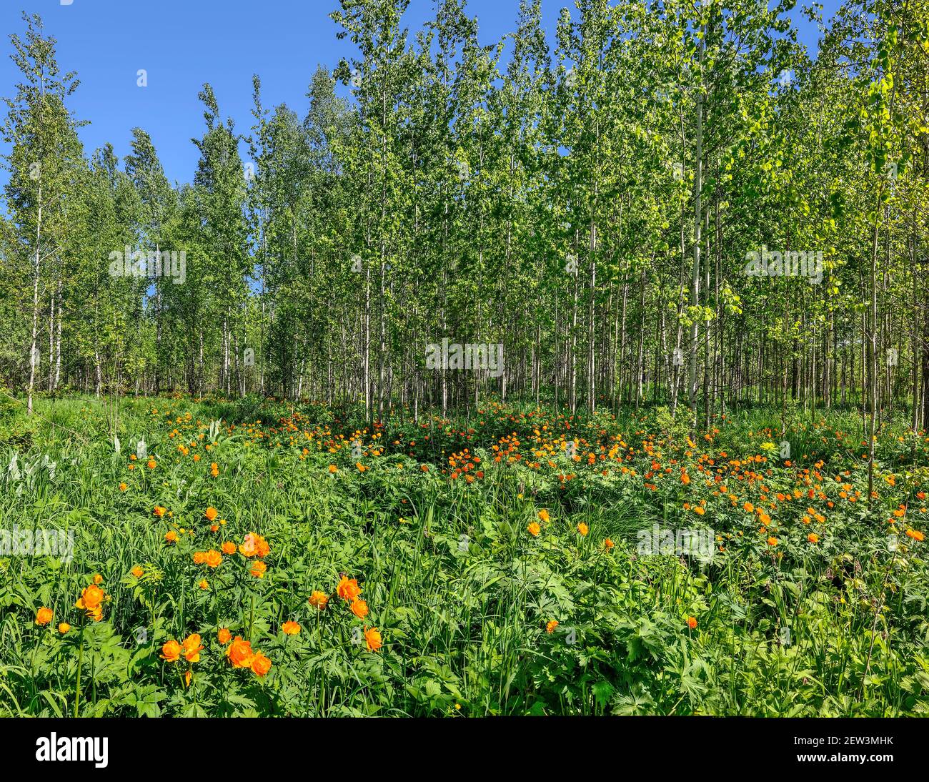 Bright sunny spring landscape with the wild Globe-flowers (Trollius asiaticus) on the meadow near the aspen forest Stock Photo
