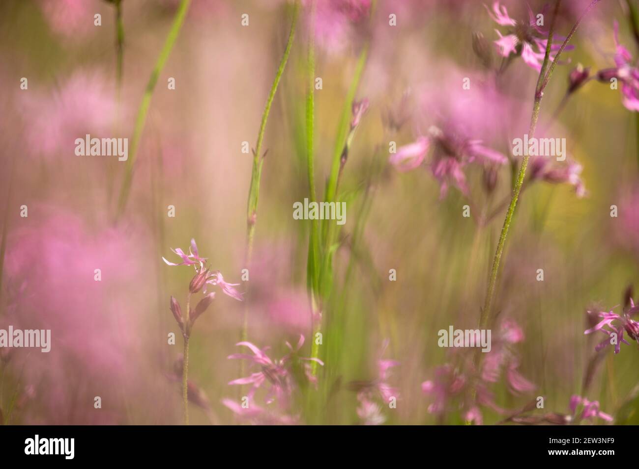 Ragged robin (Lychnis flos-cuculi) in wet flower-rich meadow, Kielder Water & Forest Park, Northumberland, UK Stock Photo